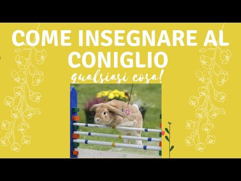 COME INSEGNARE AL CONIGLIO qualsiasi cosa