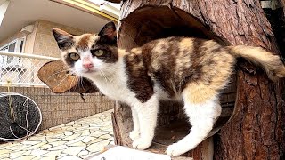 丸太のキャットタワーでカリカリを食べる子猫の三毛猫