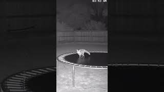 Why Was This Fox Jumping on a Trampoline?