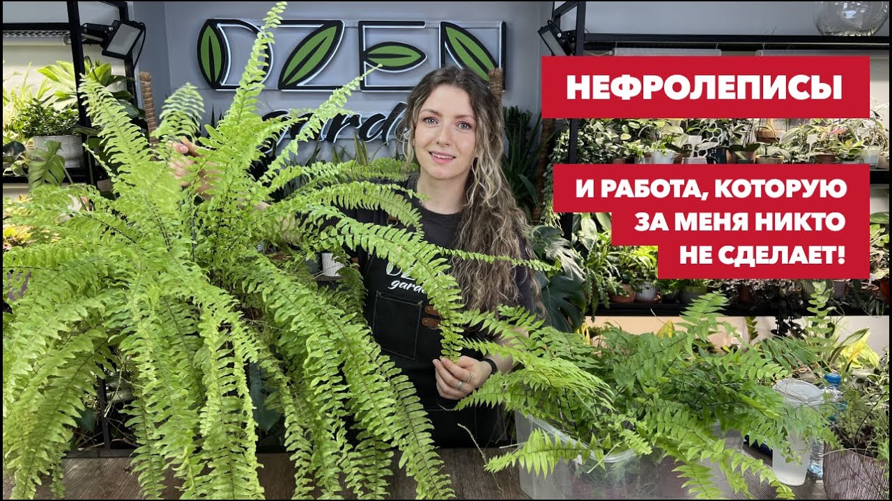 Уход за нефролеписами: Тигр, Мачо, Грин Леди, Блонди