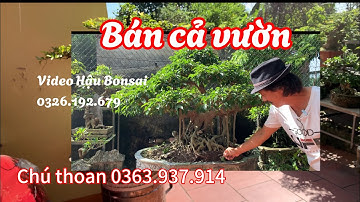 🌱 Báo Giá Vườn Bonsai Mini Nhà Chú Thoan – Nhiều Cây Độc, Dáng Đẹp Giá Bình Dân!