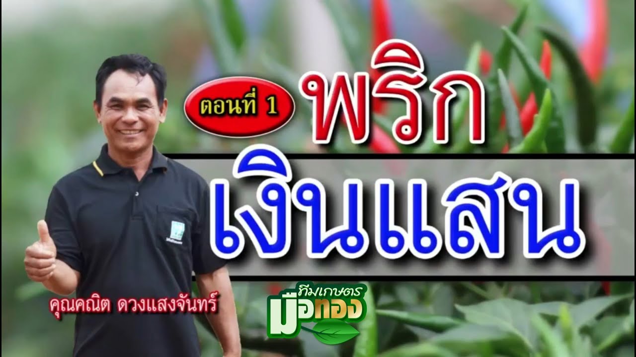 ทีมเกษตรมือทอง EP. 12 พริกเงินแสน คณิต ดวงแสงจันทร์ ตอนที่ 1 