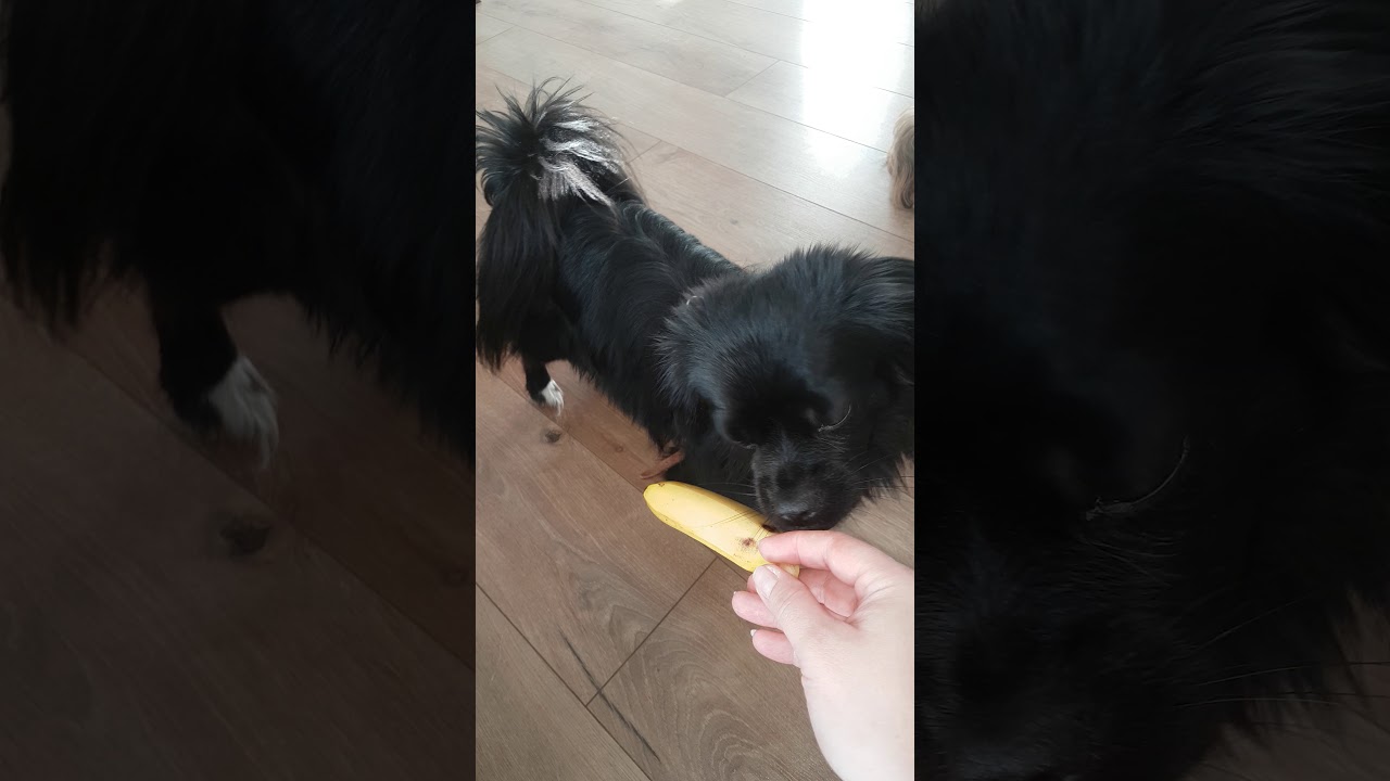 banana dogs YouTube