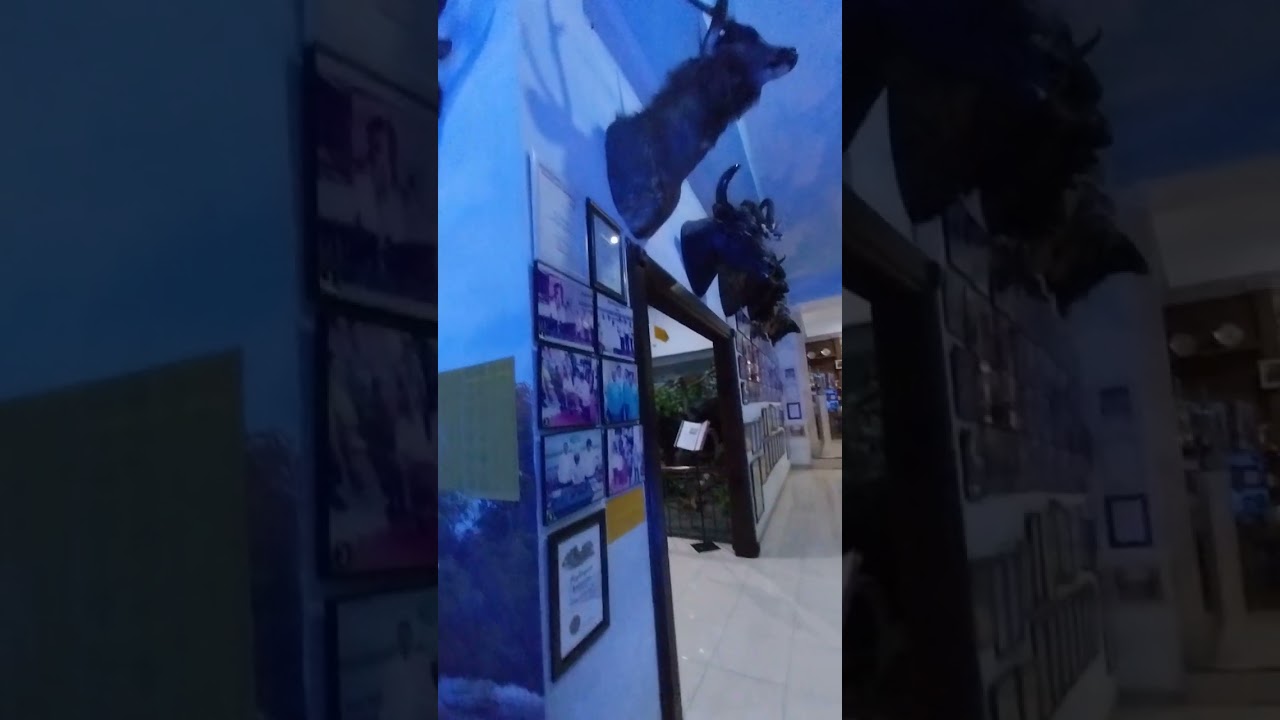 Spill Museum Rahmad Internasional Wildlife Medan_ Part 3