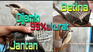 Cara membedakan Cendet trotol jantan & Betina 100% akurat