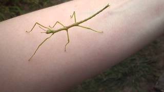 Cute Dancing Bug