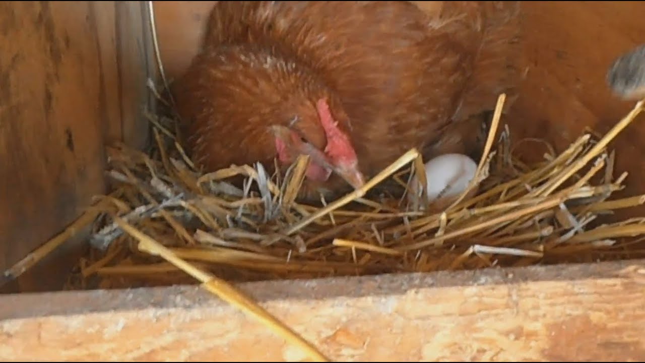 Aggressive Chicken Protects Her Egg - YouTube