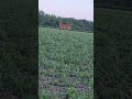 A deer in the field