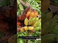 You Won’t Believe What Filipinos Ate Before Colonization! #shorts #history
