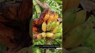 You Won’t Believe What Filipinos Ate Before Colonization! #shorts #history