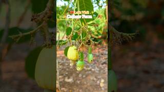 Cashew Farms✨🌿🍁 #cashewfarm #cashew #creative_Doodling