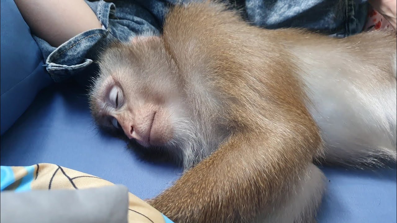 Nui Family | Nui sleep so happy that