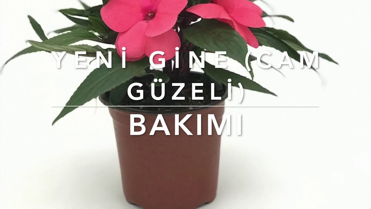 Cam Güzeli ( Yeni Gine) Bakımı Nasıl Yapılır? Cam Güzeli Bakımı ve Çoğaltılması