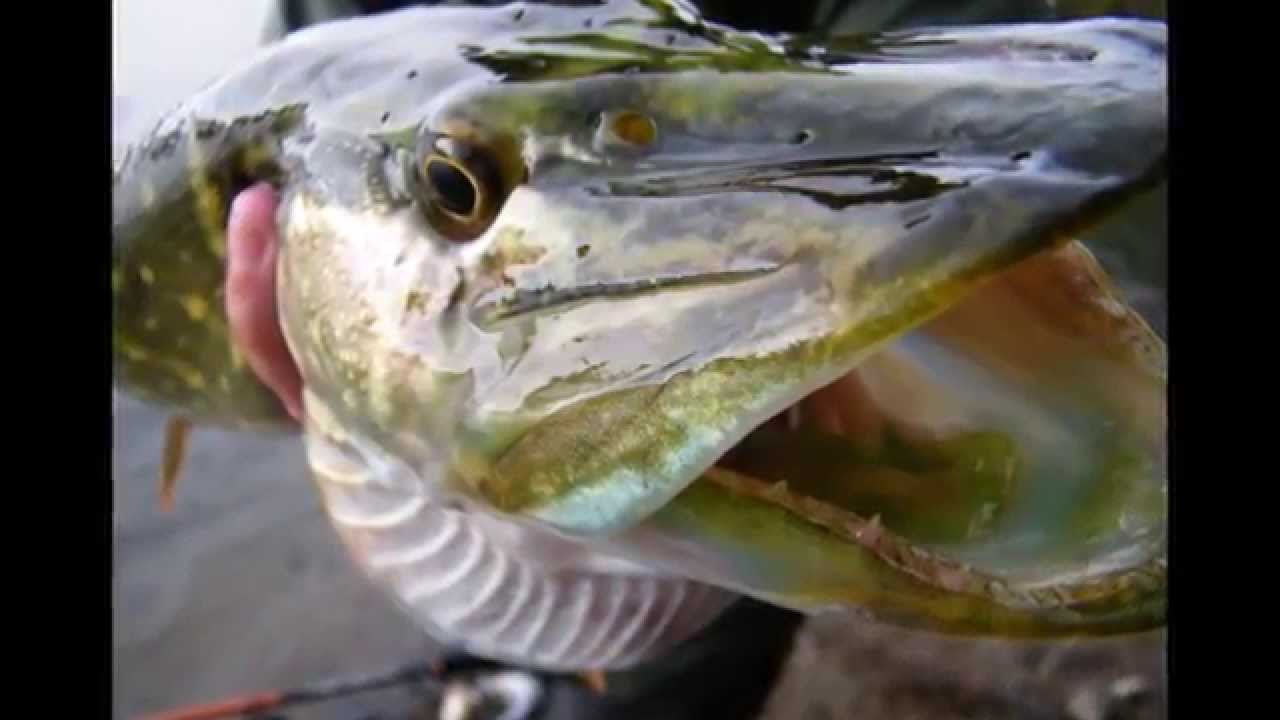 pesca lúcios ao spinning barragem do azibo youtube
