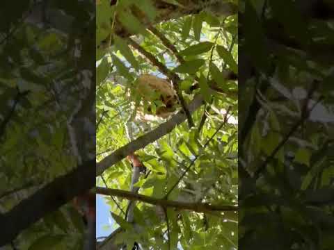 🚨 INTERVENTION IMPRESSIONNANTE SUR UN NID DE FRELONS DANS UN ARBRE 🌲