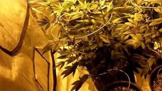 600 Watt Grow Tent #2 - Happy 4/20