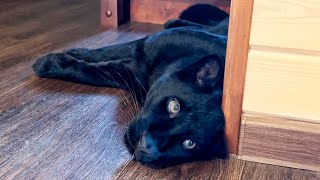 How much does an adult panther weigh?🤔🐈‍⬛(ENG SUB)