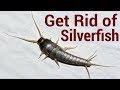How to Get Rid of Silverfish | 6 Ways To Get Rid Of Silverfish How to Get Rid of Silverfish | 6 Ways To Get Rid Of Silverfish