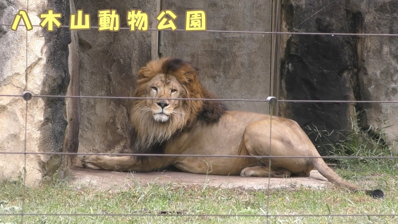 八木山動物公園】 静かに暮らすライオンのサン（251017） - YouTube