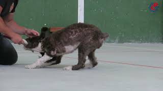 I Curso De Iniciación, Formación Y Perfeccionamiento De Perros Detectores De Drogas