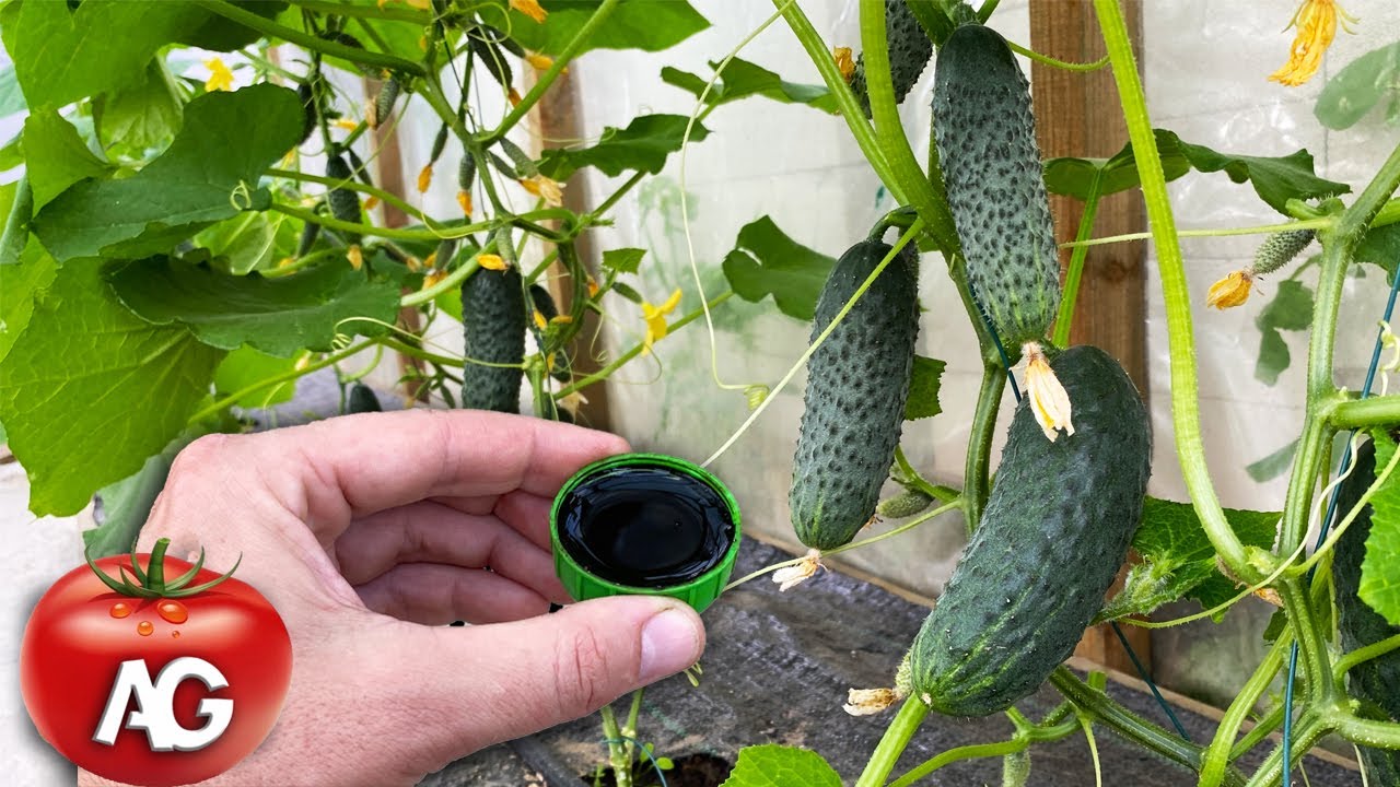 Fertilize cucumbers with this in June and they will bear fruit for a very  long time