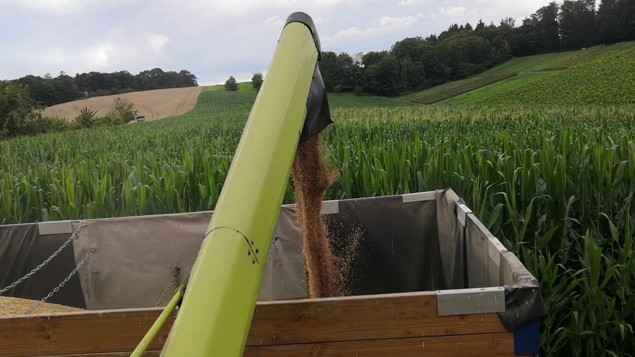 Claas Dominator 76 Weizen abtanken 2021