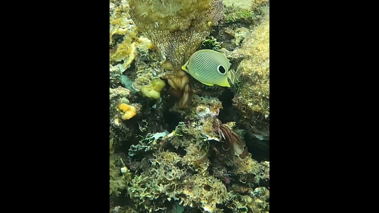 Butterflyfish on coral reef 