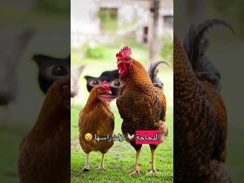 ديك و دجاجة دخلوا محل اكتب ثلاث حيوانات بحرف الدال لا تنسوا الاشتراك ليصلكم الجديد