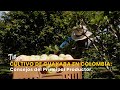 Cultivo de Guayaba en Colombia: Consejos del Principal Productor - TvAgro por Juan Gonzalo Angel