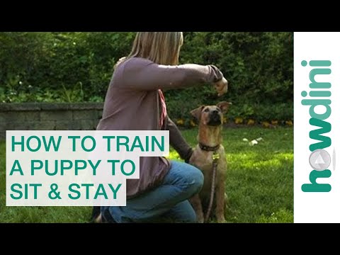 How to Train a Puppy to Sit and Stay - How To Train Your Dog