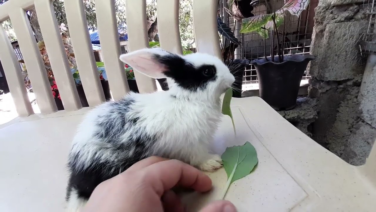 Baby rabbit eating leaves YouTube