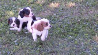 Danny Miller's Cavalier Puppies
