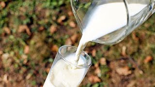 Un tiers du lait bio déclassé en 2022 