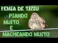 Fêmea de Tiziu Macheando Muito O Melhor Vídeo Para Esquentar Tiziu ! CRIA E PRESERVÁ...