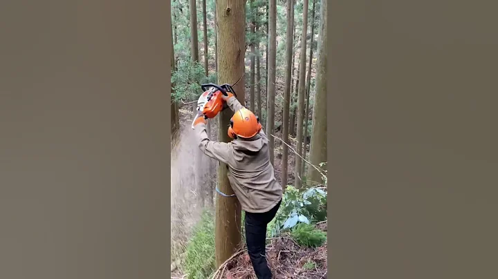 Left hand chainsaw control #forestry #japan - DayDayNews