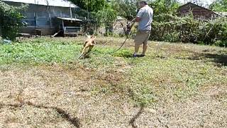 Ibizan Hounds & water hose fun!