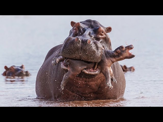 35 Moments! Saddest Mother Hippo Documentary Story | Wild Animal class=