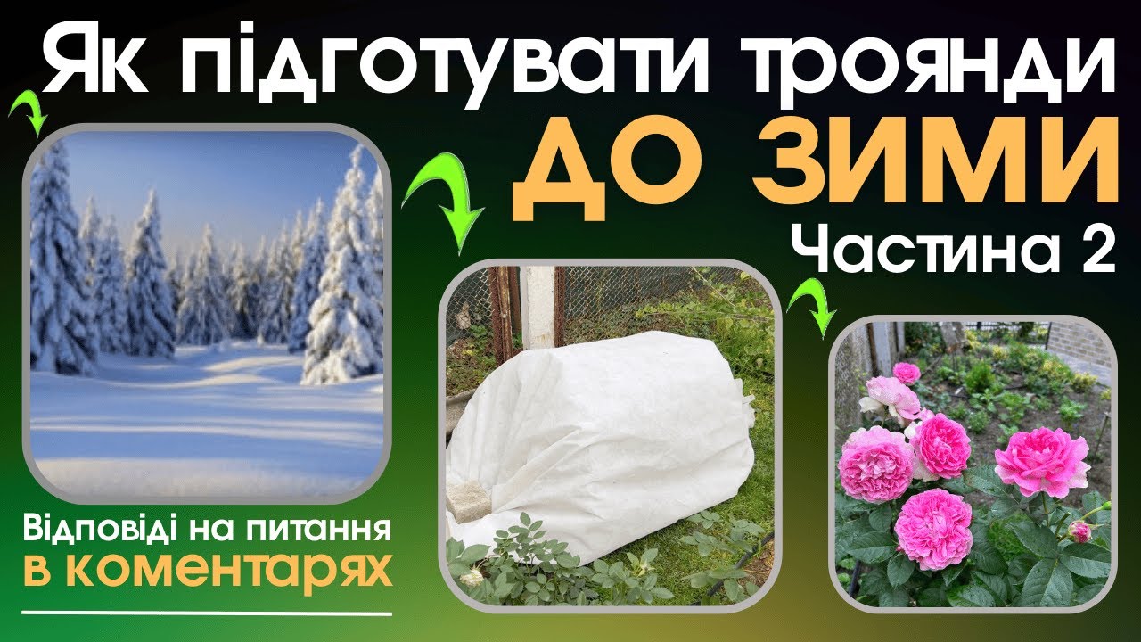 Як підготувати троянди до зими. Частина 2.
