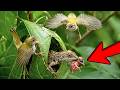 Common Tailorbird: 35 Days From Egg to Survivor | The Leaf Nest Secret
