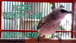 Pancingan trucukan ngebren nembak memanggil teman gacor PALING CEPAT bikin trucuk lain bunyi