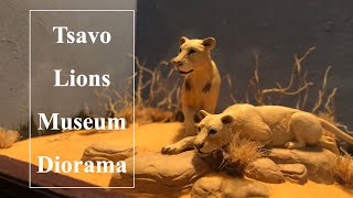 Tsavo Lions Diorama