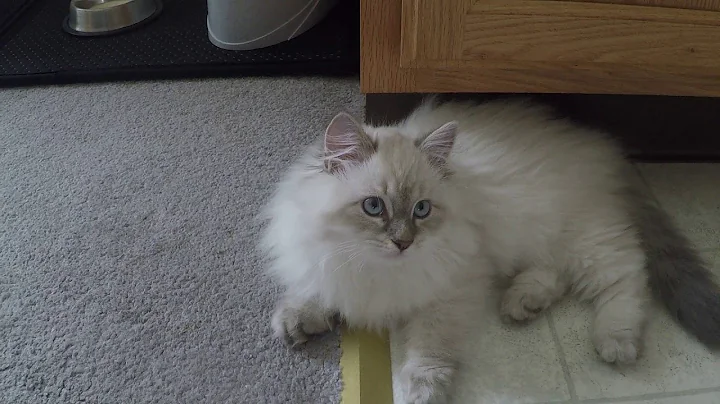 Watch the video about Blue eyes Beanie Siberian kitten, adorbs cat!