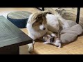 【母猫に捨てられたもう1匹の子猫】先住犬の腕の中で甘えるようになりました。