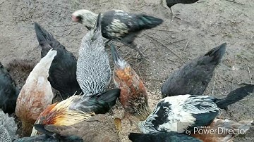 QAIB HMOOB MEKAS COOB HEEV LI MUAB MUAG TAG LAWM