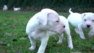 Dogo Argentino Puppies