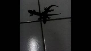 Cicak