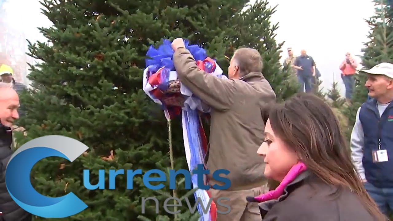 White House Chooses Christmas Tree from North Carolina Farm Recovering ...