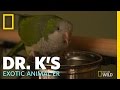 Animal Update - Bonzai the Parakeet | Dr. K's Exotic Animal ER