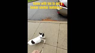 Macy is perfect #shelterdog #rescuedog #doglove #dogshorts #dogs #doglife #dogvideos #adopt #bulldog