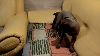 Doreah Ancient Kynopolis